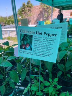 Chiltepin