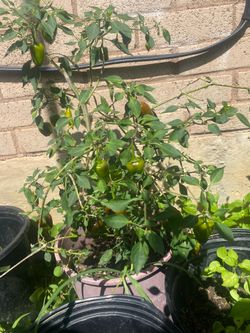 Chili Plant