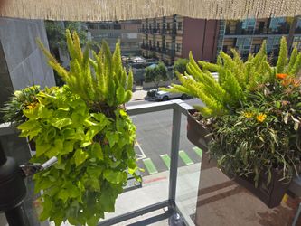 2 pots with plants