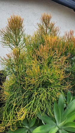 FREE Firestick plants 6-8 feet tall!