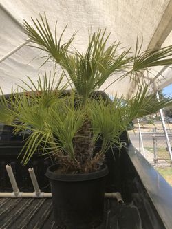 Mediterranean fan palm 5 trunks beautiful plant