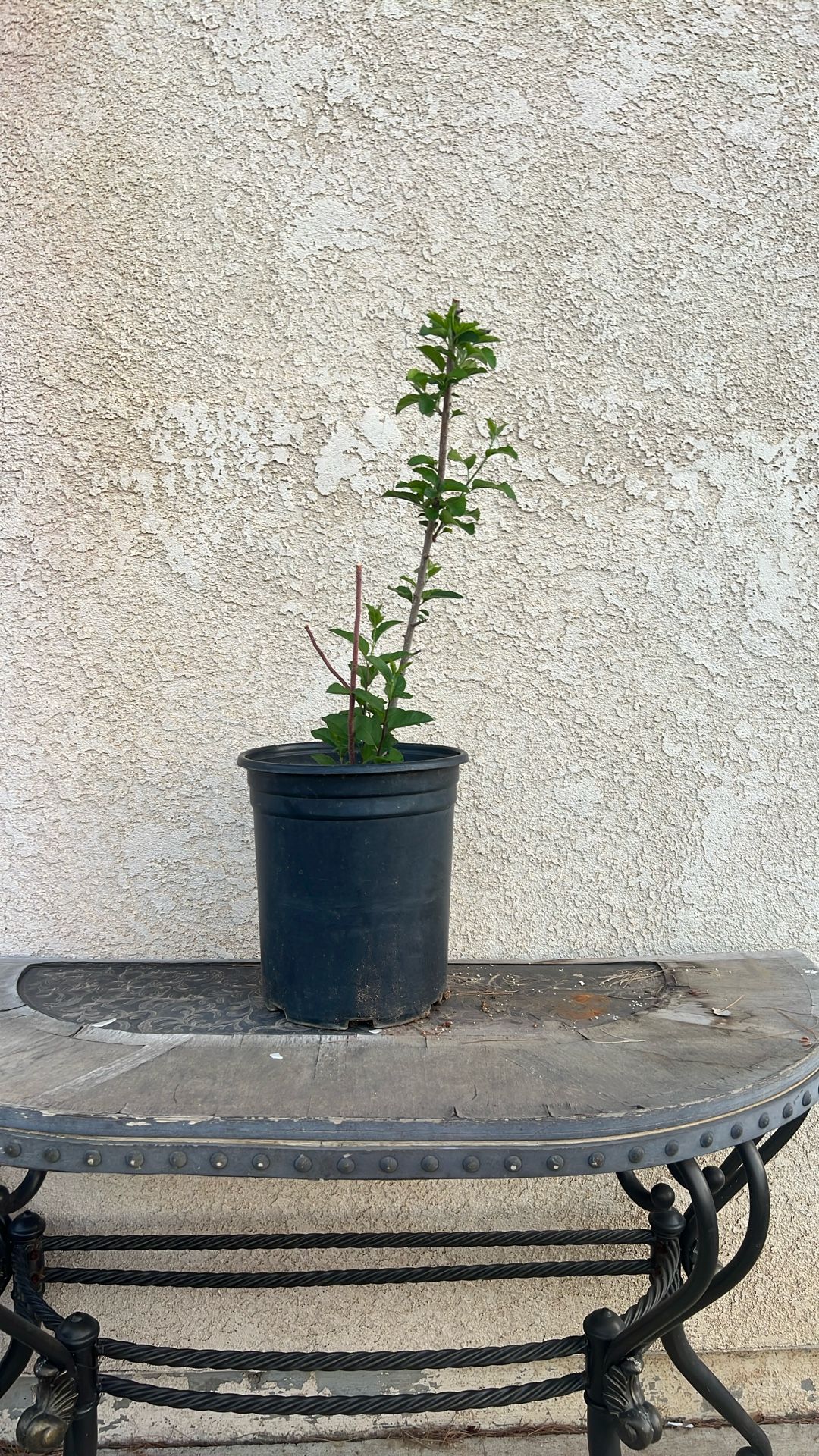 Organigrama Green Apple Tree