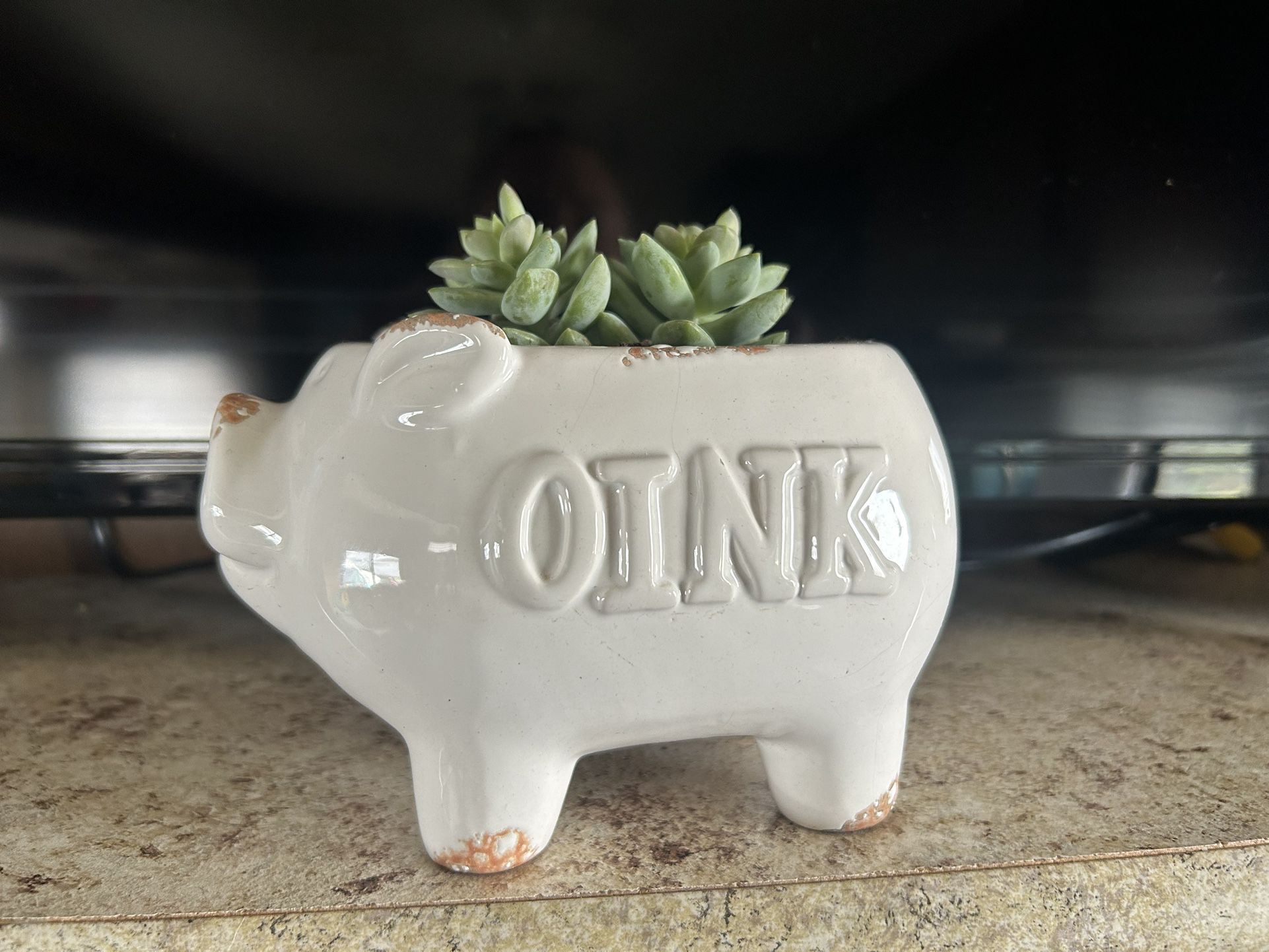 Adorable Farmhouse Ceramic Pig With Healthy Succulent 