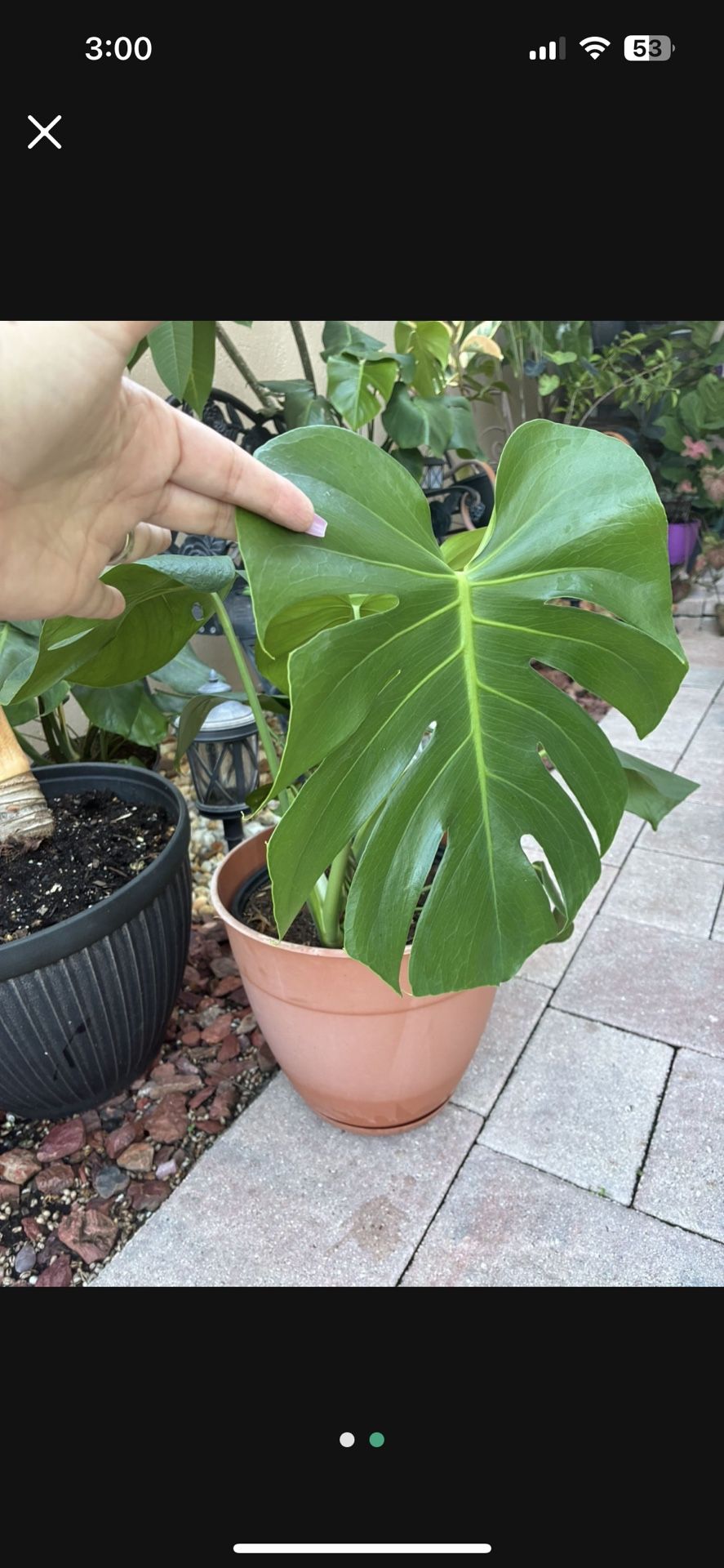 Beautiful Monstera Plant 