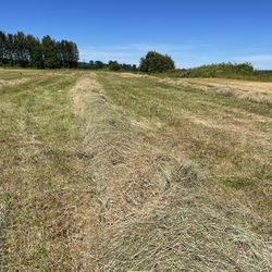Hay 