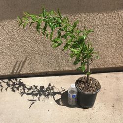 Healthy Pomegranate Fruit Tree Plant