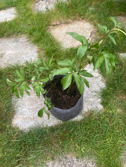 Peony plant in 3 gallon fabric grow bag