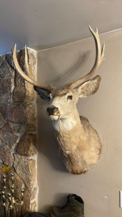 Beautiful Deer Head