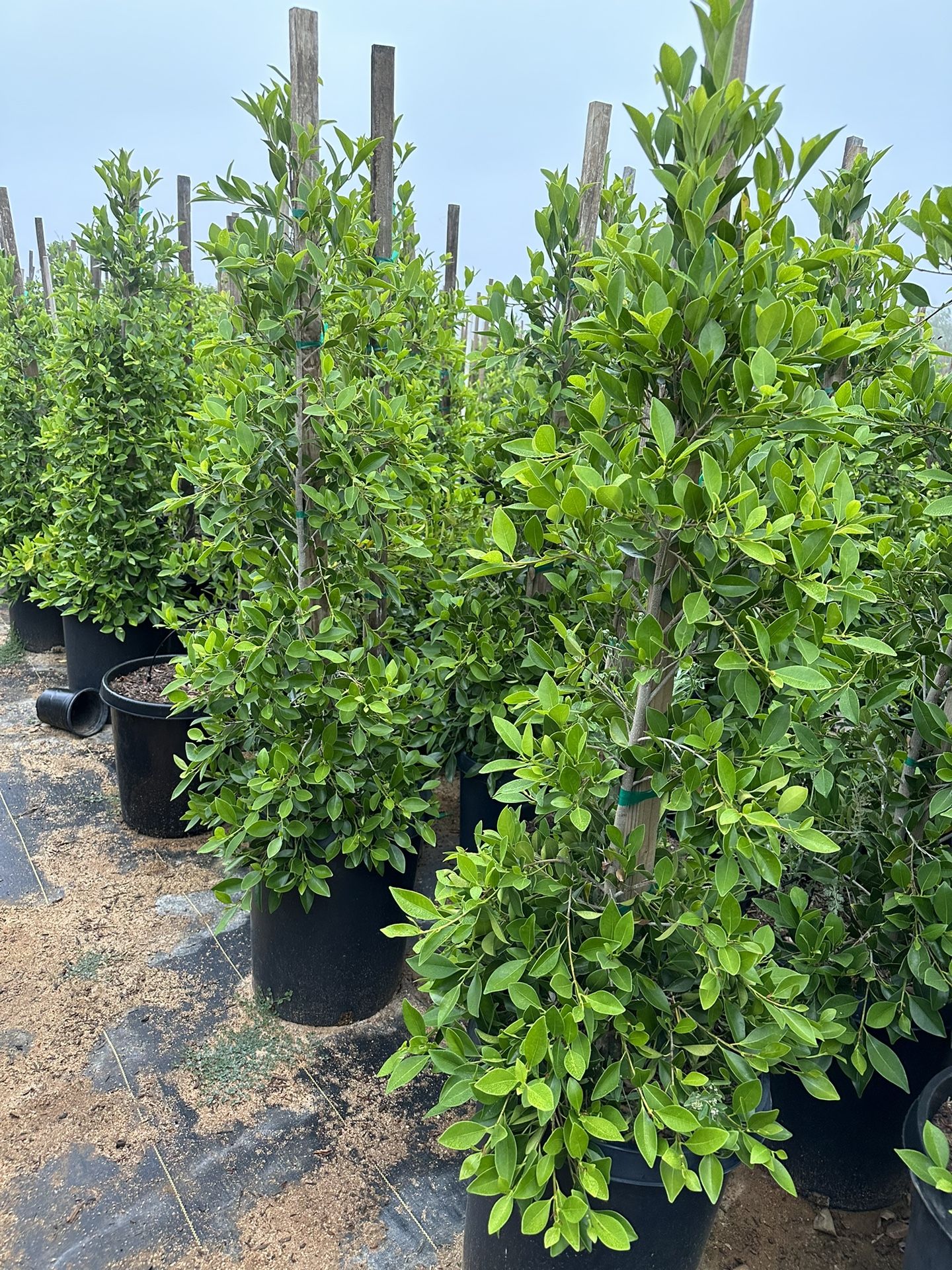 Indian Laurel Columns, Ficus nitida ‘Columns’ , Ficus tree, shade or Hedge and privacy 15gal Size
