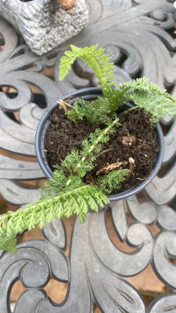 Yarrow