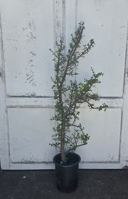 5' Elephant Bush Succulent