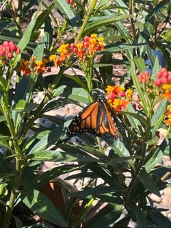 Milkweed 🦋 plants