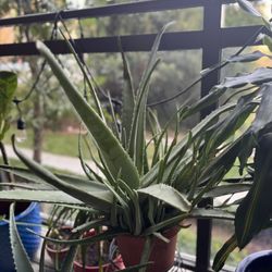 Aloe Vera Plant