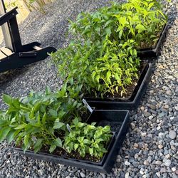 Organic Pepper Plants