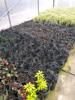 Grases 1 gallon pots