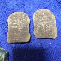 Fern Plant Fossil..