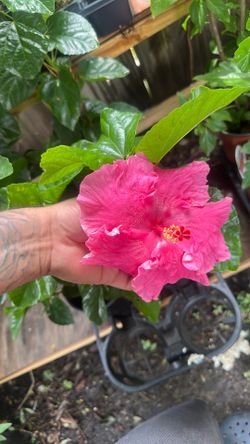 Plant sale 12$