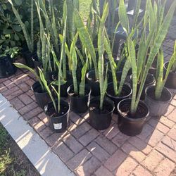 Snake Plants