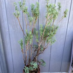 4ft Succulent Plant 