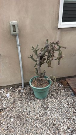 Cacti plant