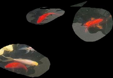 Comet goldfish for sale