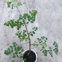 Moringa/malunggay Plants