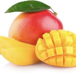 Grafted Kent Mango with 20 gallons pot