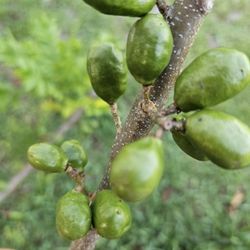 Red Hog Plum $ 20 Each 