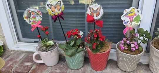Plants Arrangement 💞 VALENTINE'S DAYS