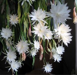 6” epiphyllum pumilum ( first pic is example of the flower)