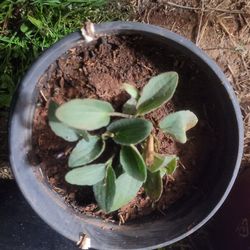 Black Eye Susan $5per Pot