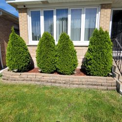  Beautiful Evergreen Shrubs And 20 Patio Bricks