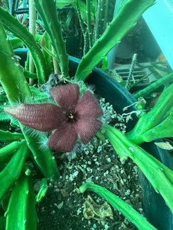 Stapelia