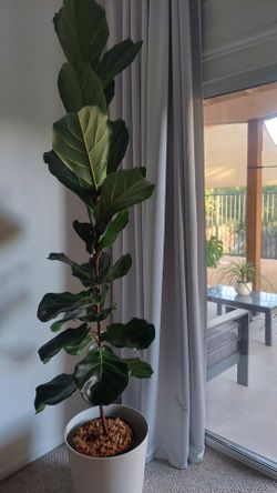 Ficus plant