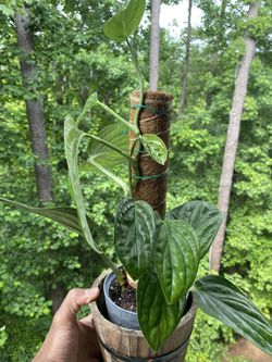 Monstera Peru | On Moss Pole | Green Galaxy | Monstera karstenianum | 2  Rooted Plants | 12 Inch Long Vine for Sale in Atlanta, GA - OfferUp