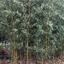 Organic Bamboo Plant
