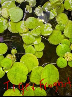 Aquarium plants