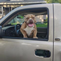 Great Work Truck 
