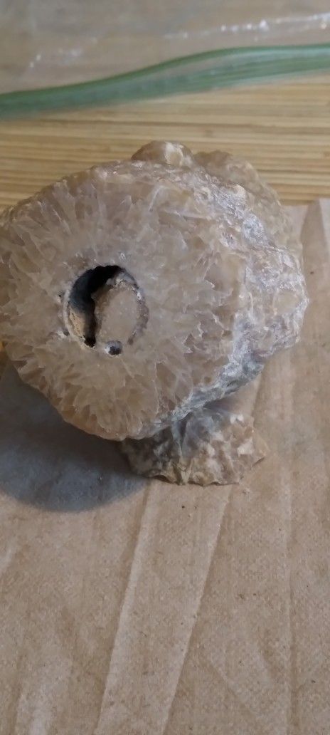 REDUCED Agatized Coral With Fossilized Bone.