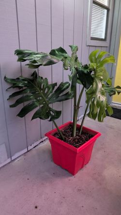 Monstera Deliciosa mature big form