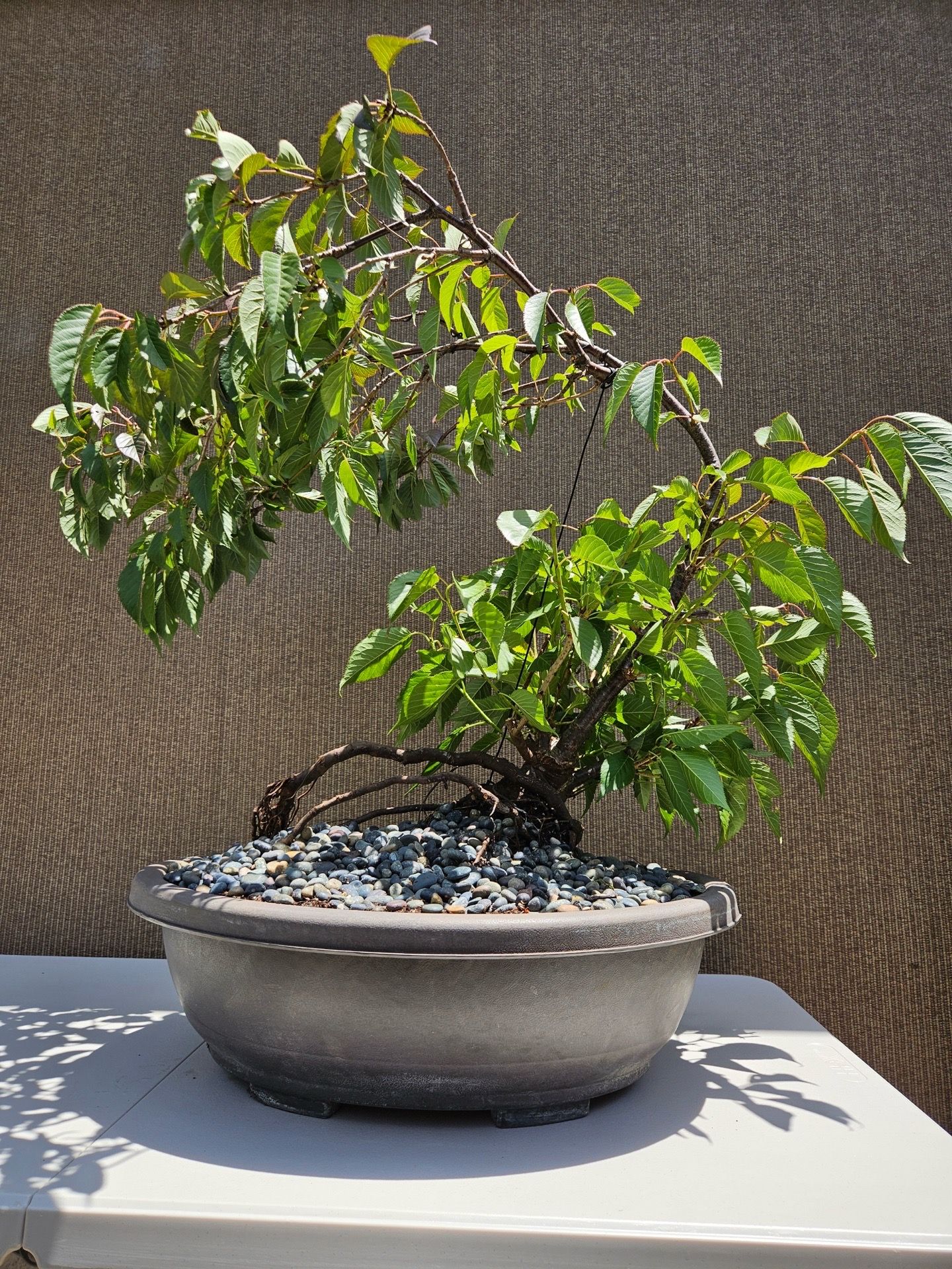 Old Japanese Cherry Blossom Bonsai Tree