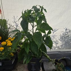 Habanaro plant
