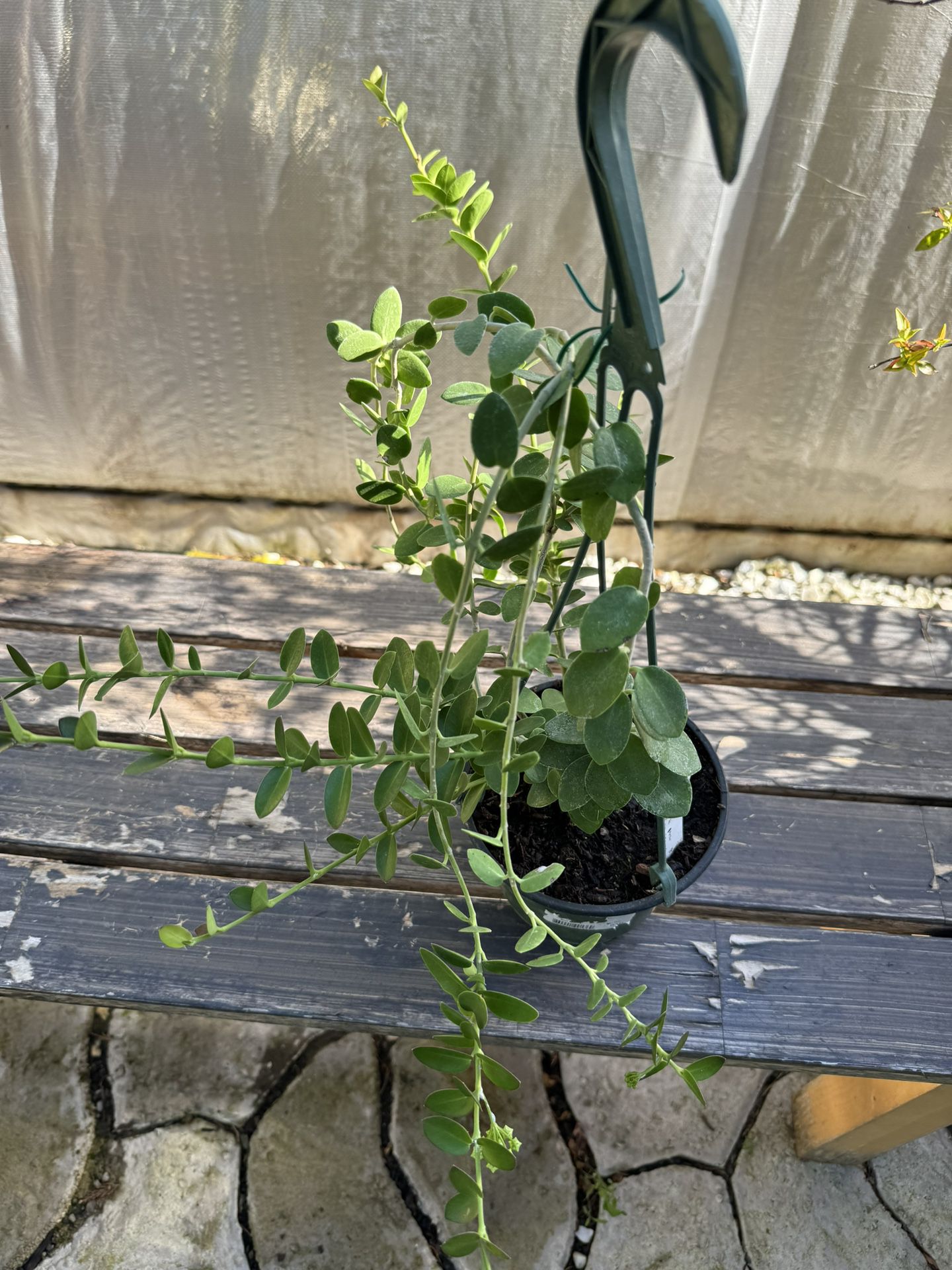 Hoya cumingiana In 6 Inch Pot With Starting Flowers 