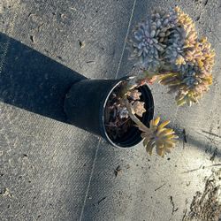 Succulent Plant