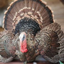 Full Turkey Taxidermy Wall Mount