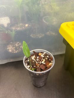CHEAP AND RARE!!! Monstera Barrieri