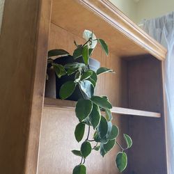 Beautiful Wooden Bookcase