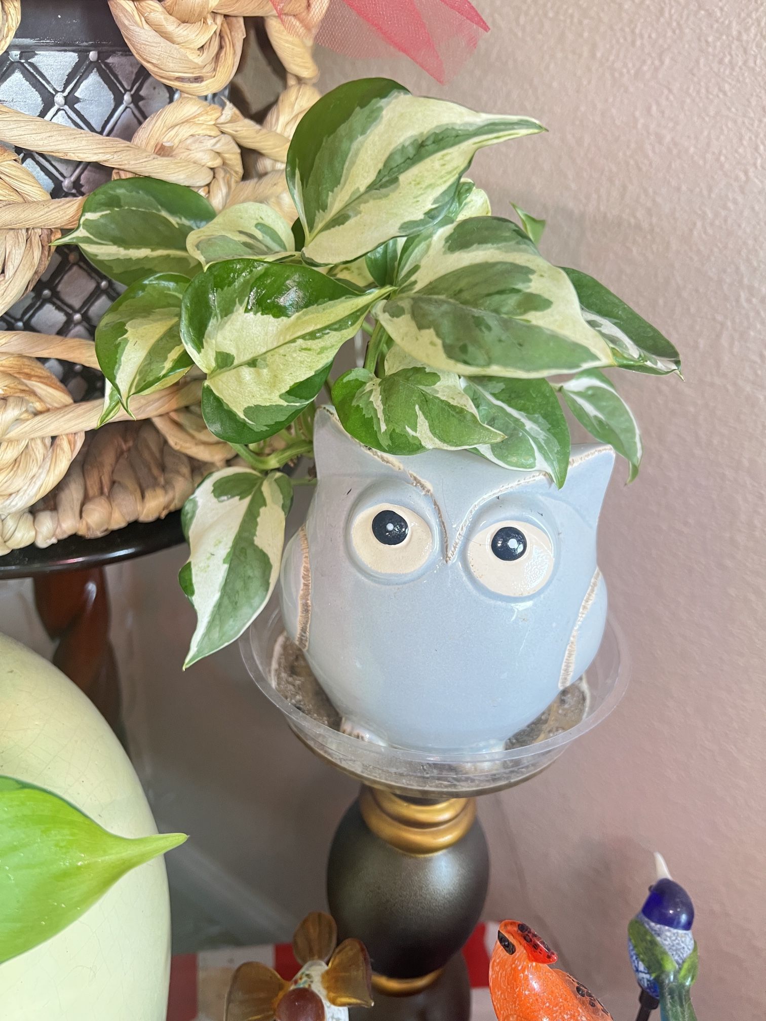 Pothos  N Joy in a Ceramic Owl Pot