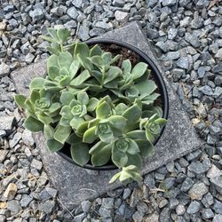 Plant. Succulent, Aeonium Haworthii