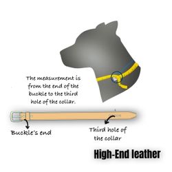 Collars And Leashes For Pets